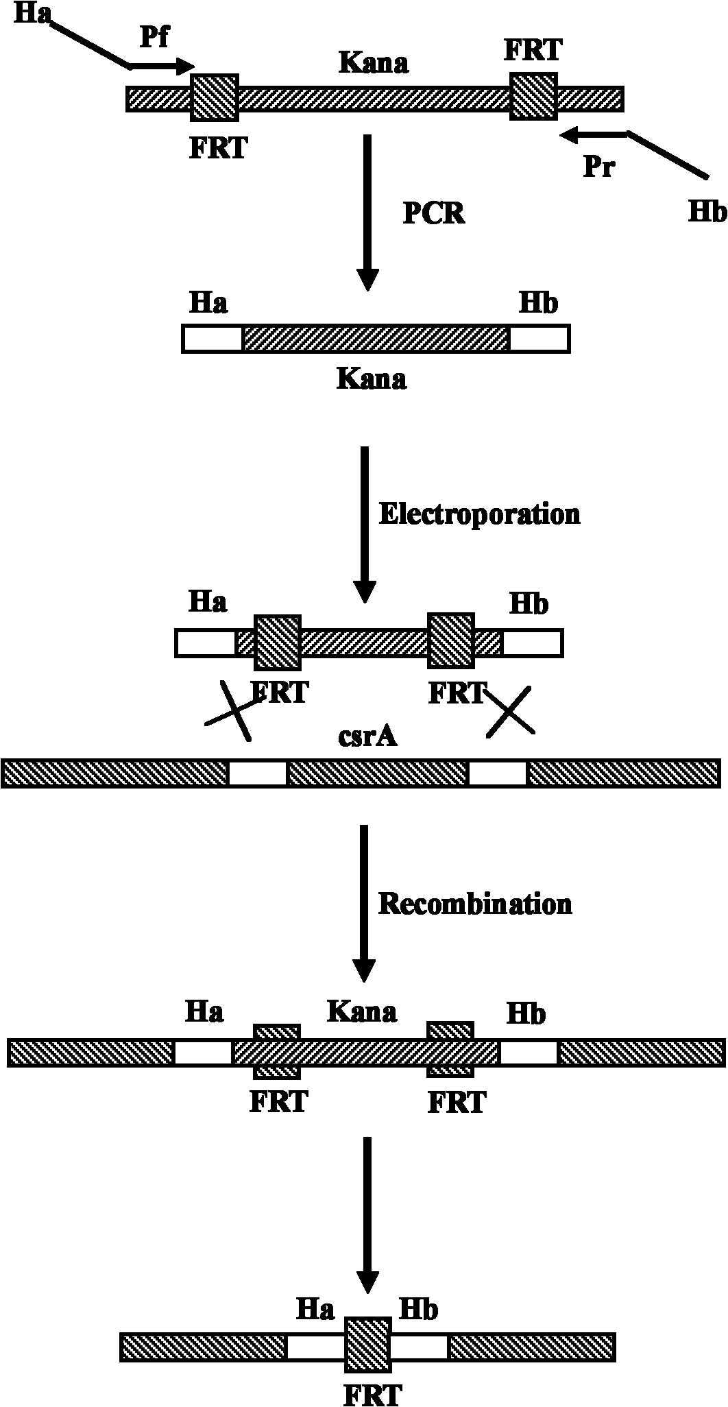 Method for improving acid production rate of L-phenylalanine genetic engineering bacterial