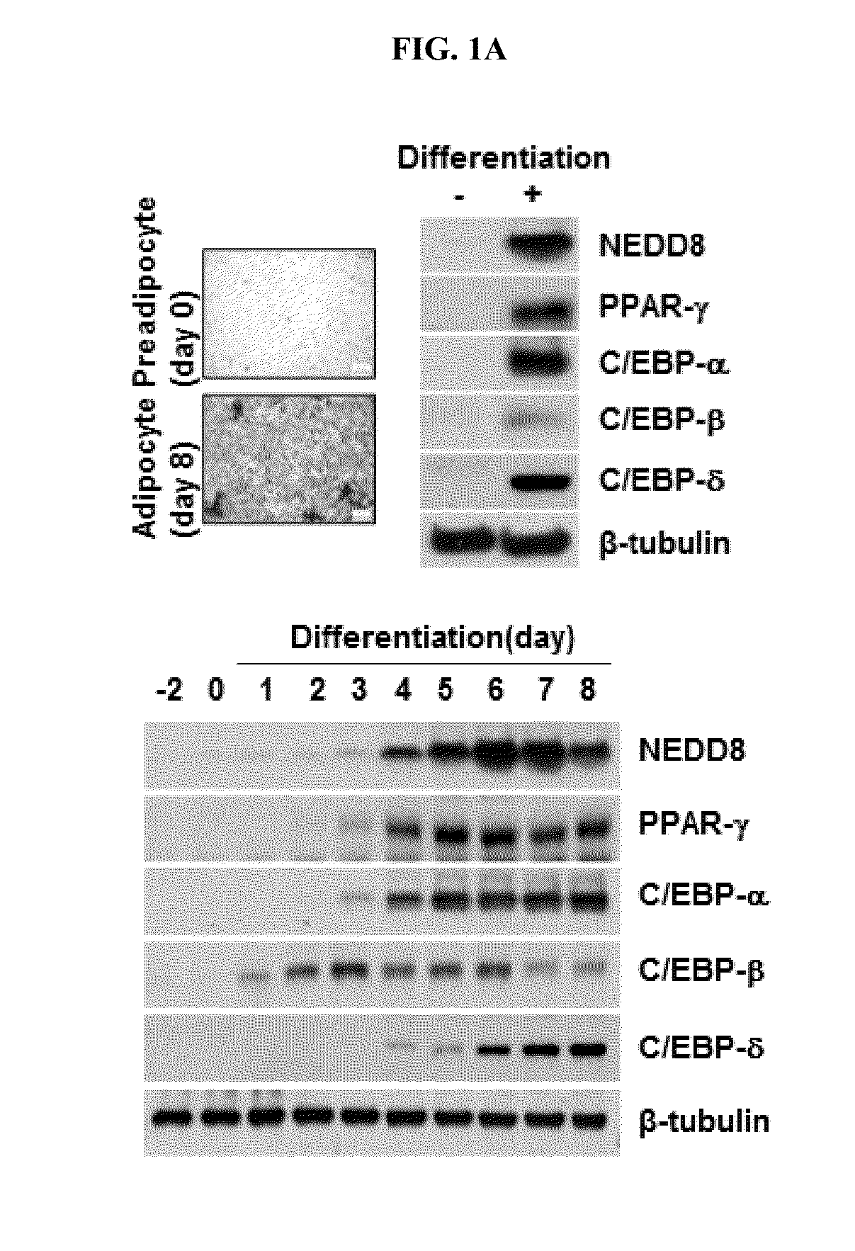 COMPOSITION CONTAINING PPAR-gamma NEDDYLATION INHIBITOR FOR INHIBITING ADIPOCYTE DIFFERENTIATION AND USE THEREOF