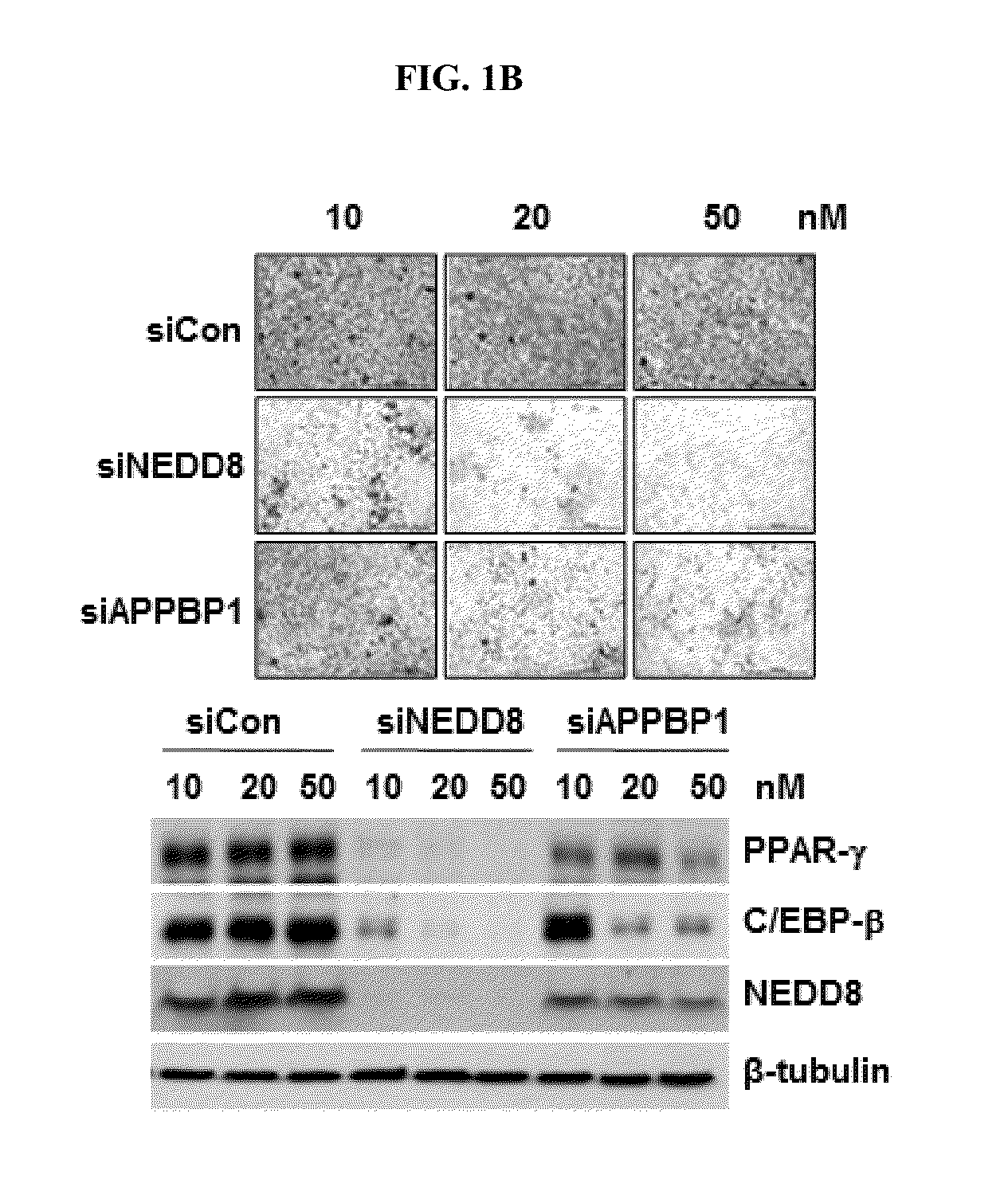 COMPOSITION CONTAINING PPAR-gamma NEDDYLATION INHIBITOR FOR INHIBITING ADIPOCYTE DIFFERENTIATION AND USE THEREOF