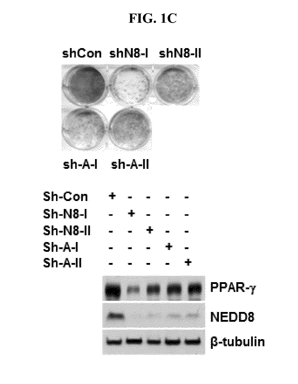 COMPOSITION CONTAINING PPAR-gamma NEDDYLATION INHIBITOR FOR INHIBITING ADIPOCYTE DIFFERENTIATION AND USE THEREOF