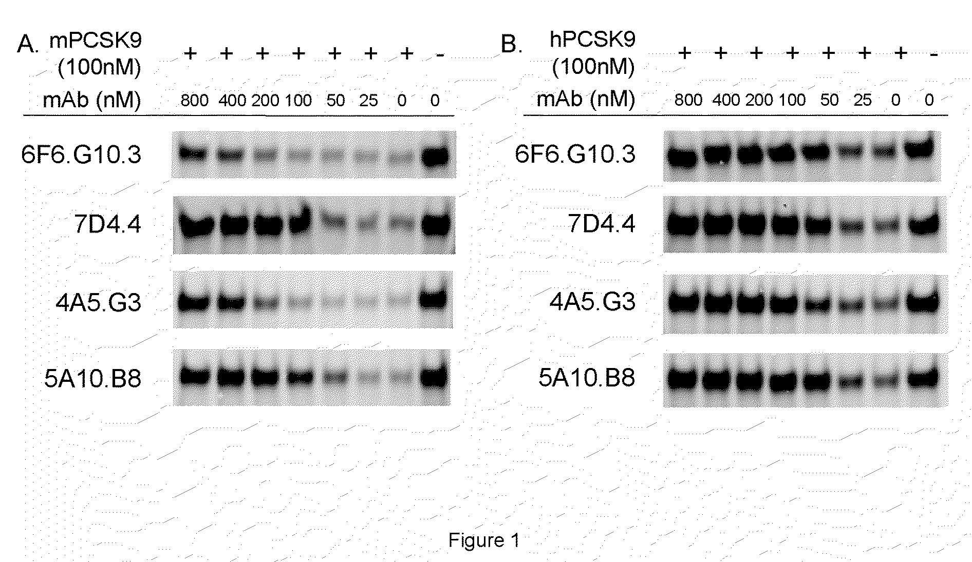 Isolated antibody which specifically binds to PCSK9