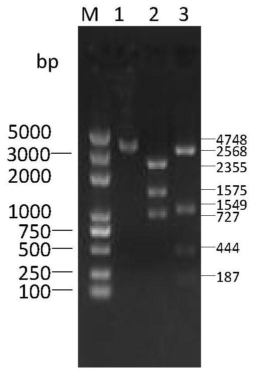 Whole genome infectious clone of mink enteritis parvovirus and its construction method and application