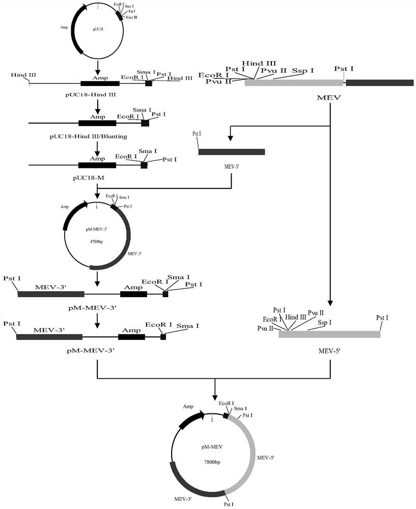 Whole genome infectious clone of mink enteritis parvovirus and its construction method and application