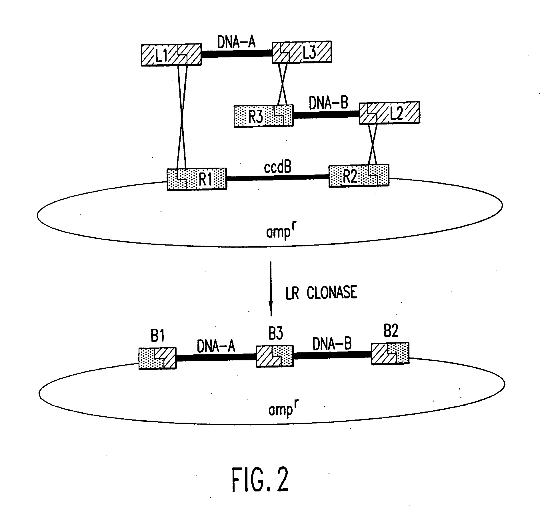Methods and compositions for synthesis of nucleic acid molecules using multiple recognition sites