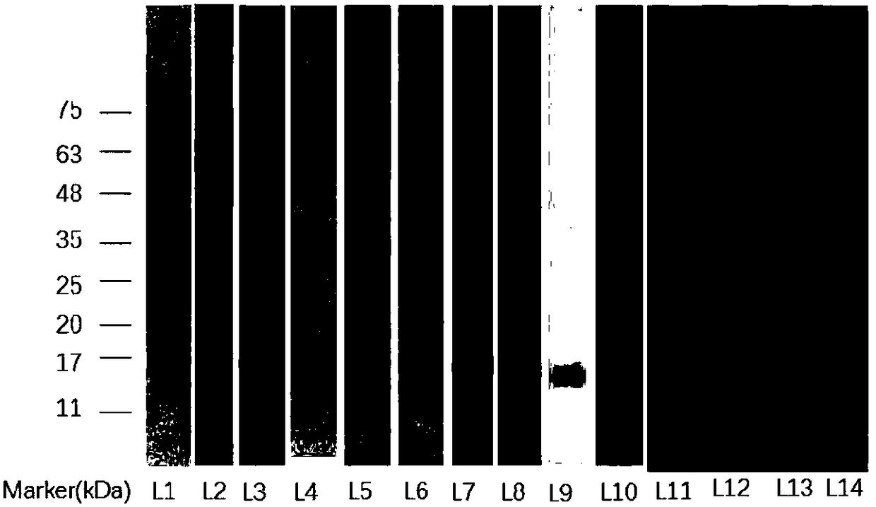 Extraction and separation purification methods for main allergenic protein Bet v 8 from birch pollen and application