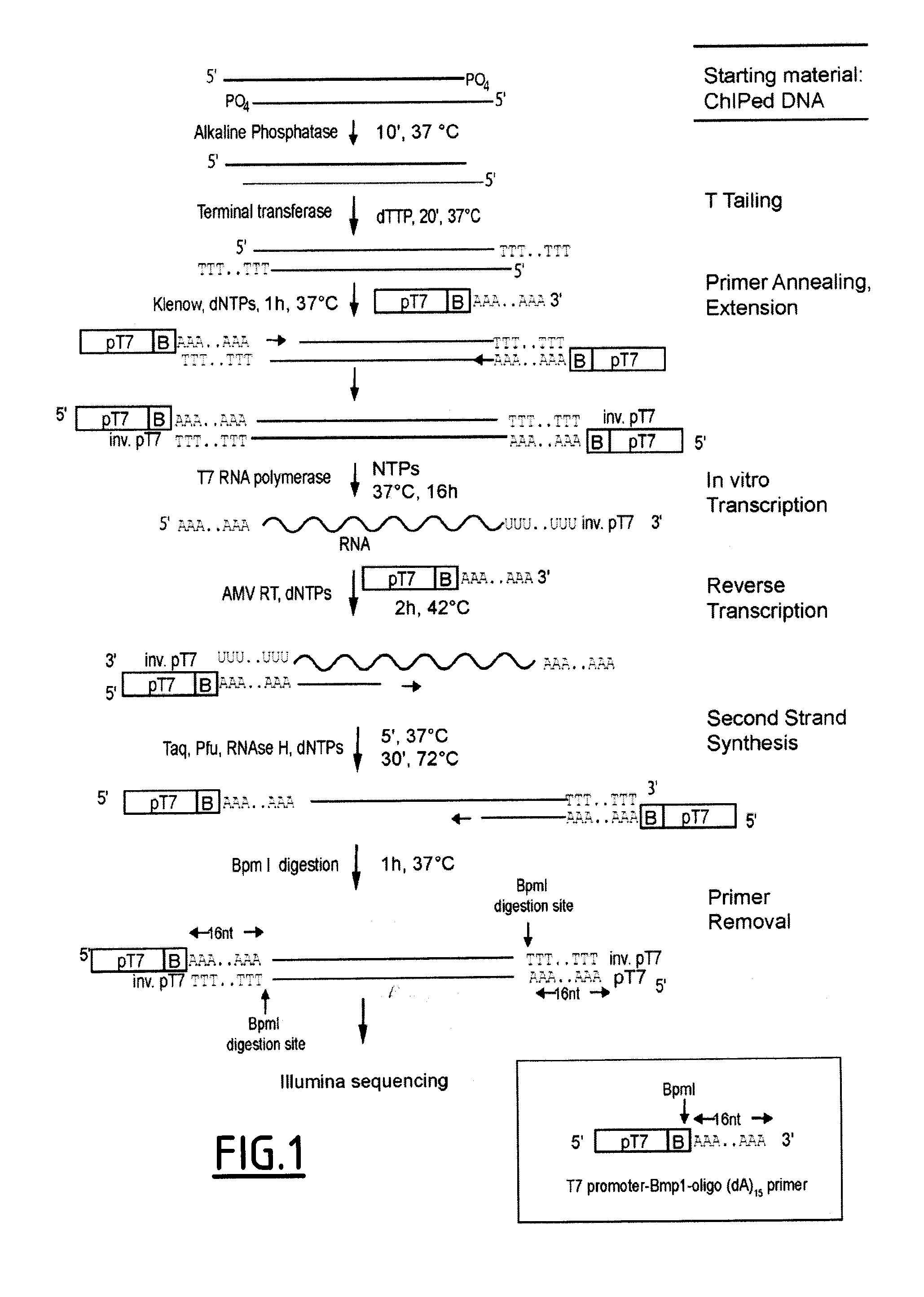 Linear DNA amplification