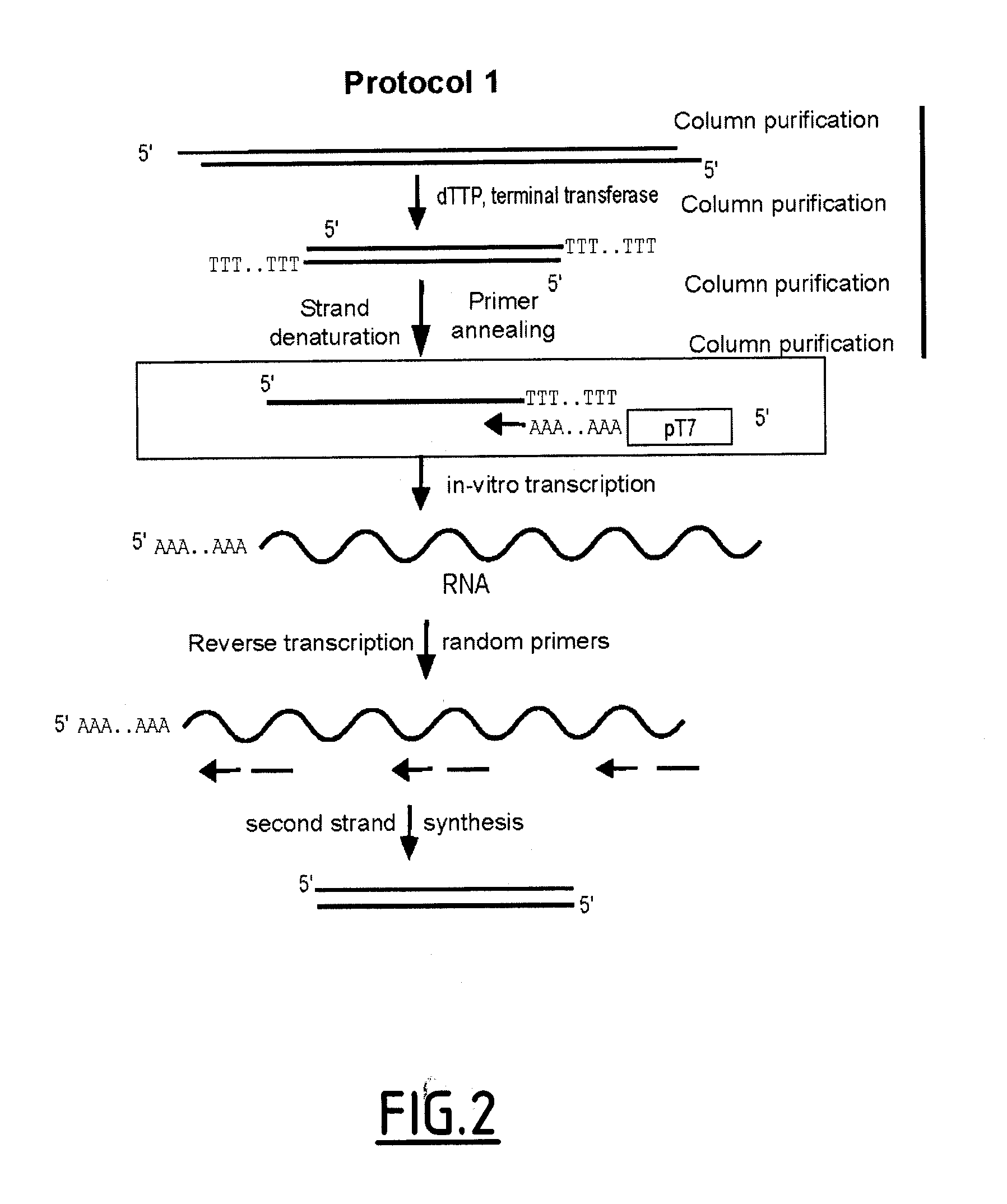 Linear DNA amplification