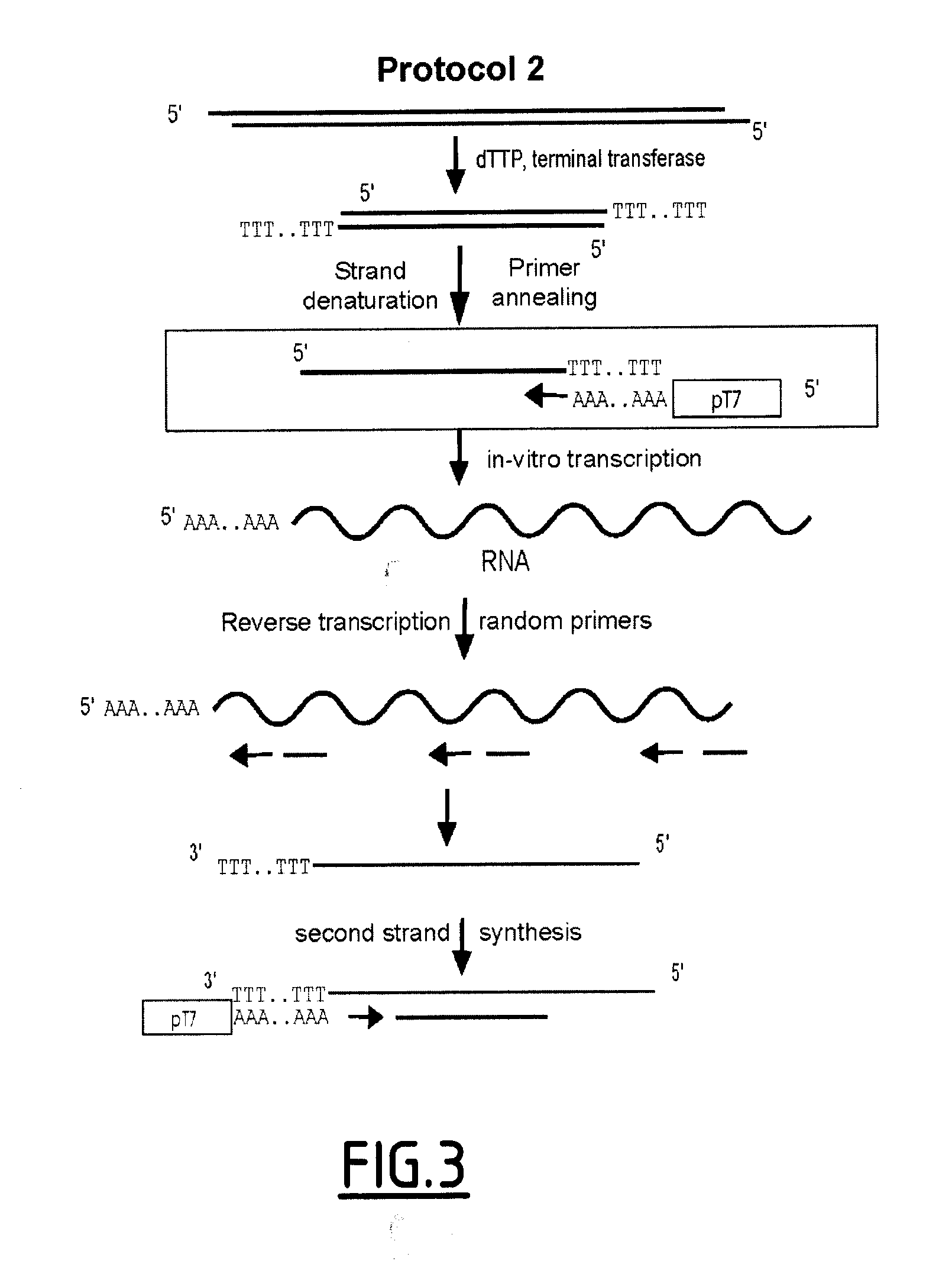 Linear DNA amplification