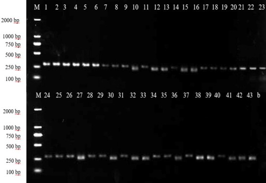 A method and application of poisonous Amanita species identification based on dna micro-barcoding technology