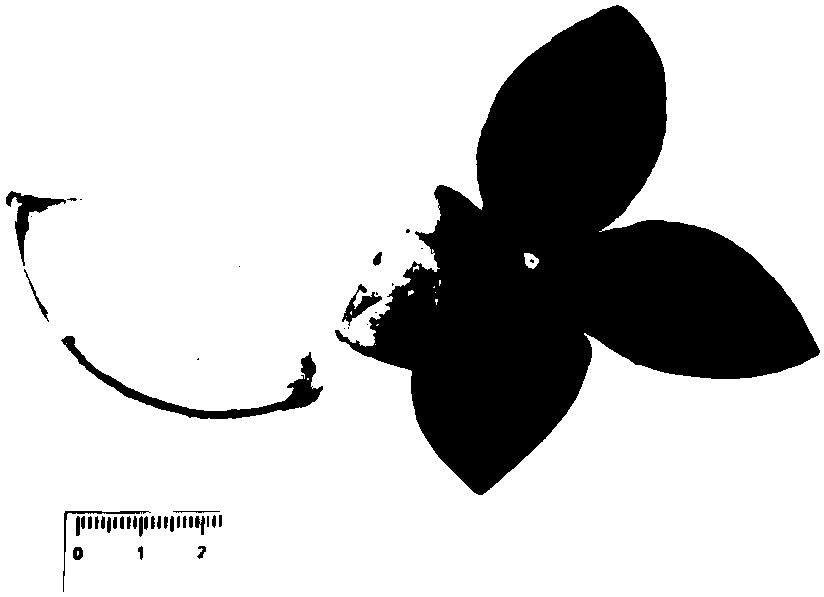 Preparation method of Qingpi control extract