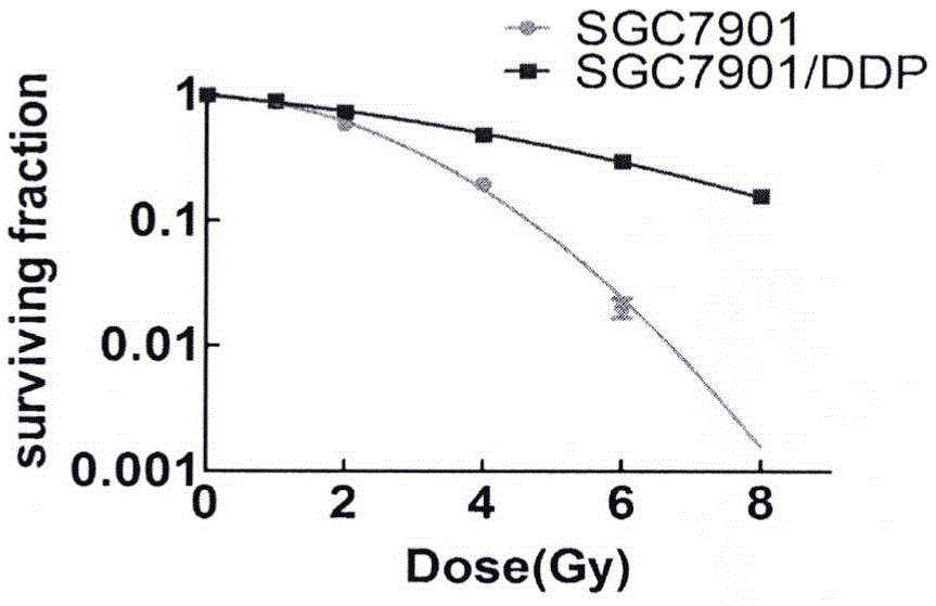 Use of CX4945 for preparation of drug having reversal effect on gastric cancer cisplatin-resistant radiation tolerance