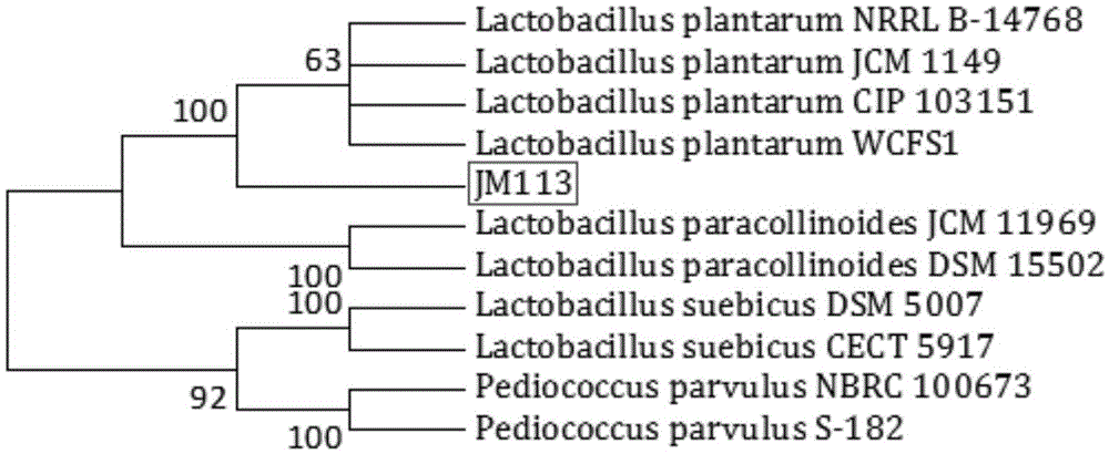 Lactobacillus plantarum JM113 and application thereof
