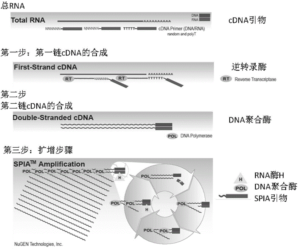 Second-generation sequencing technology based microbe unicell transcriptome analysis method