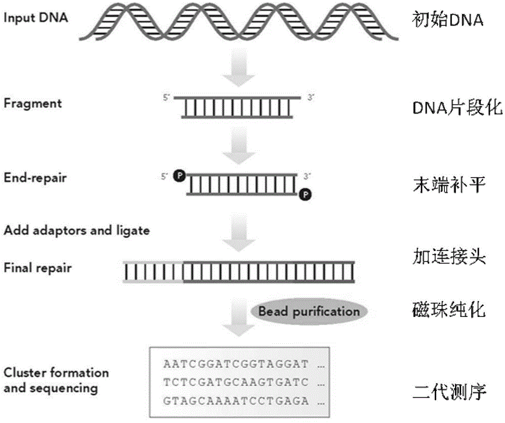 Second-generation sequencing technology based microbe unicell transcriptome analysis method