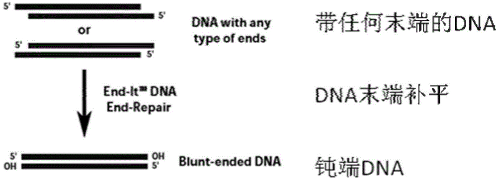 Second-generation sequencing technology based microbe unicell transcriptome analysis method