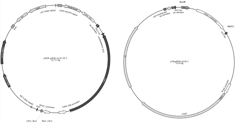 Compiling vector of kiwi fruit gene AcPDS based on CRISPR-Cas9 as well as construction method and application thereof