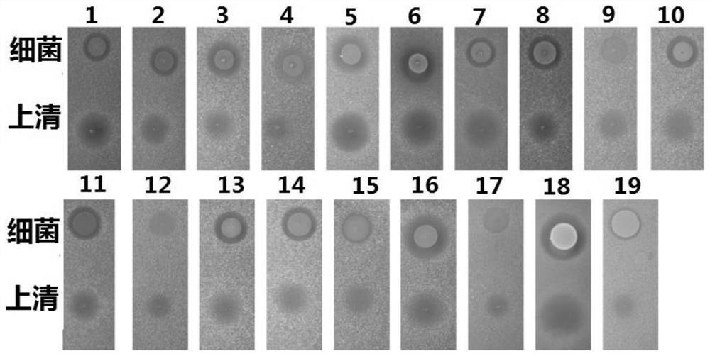 A strain of human staphylococcus with broad-spectrum antibacterial activity against Gram-positive drug-resistant bacteria and its screening method and application