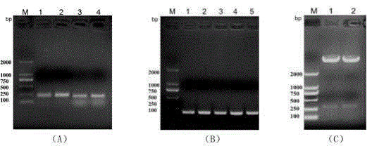 Safflower chalcone isomerase (CHI) gene and application thereof