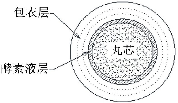 Enzyme granules for face-washing soap and its preparation method and application