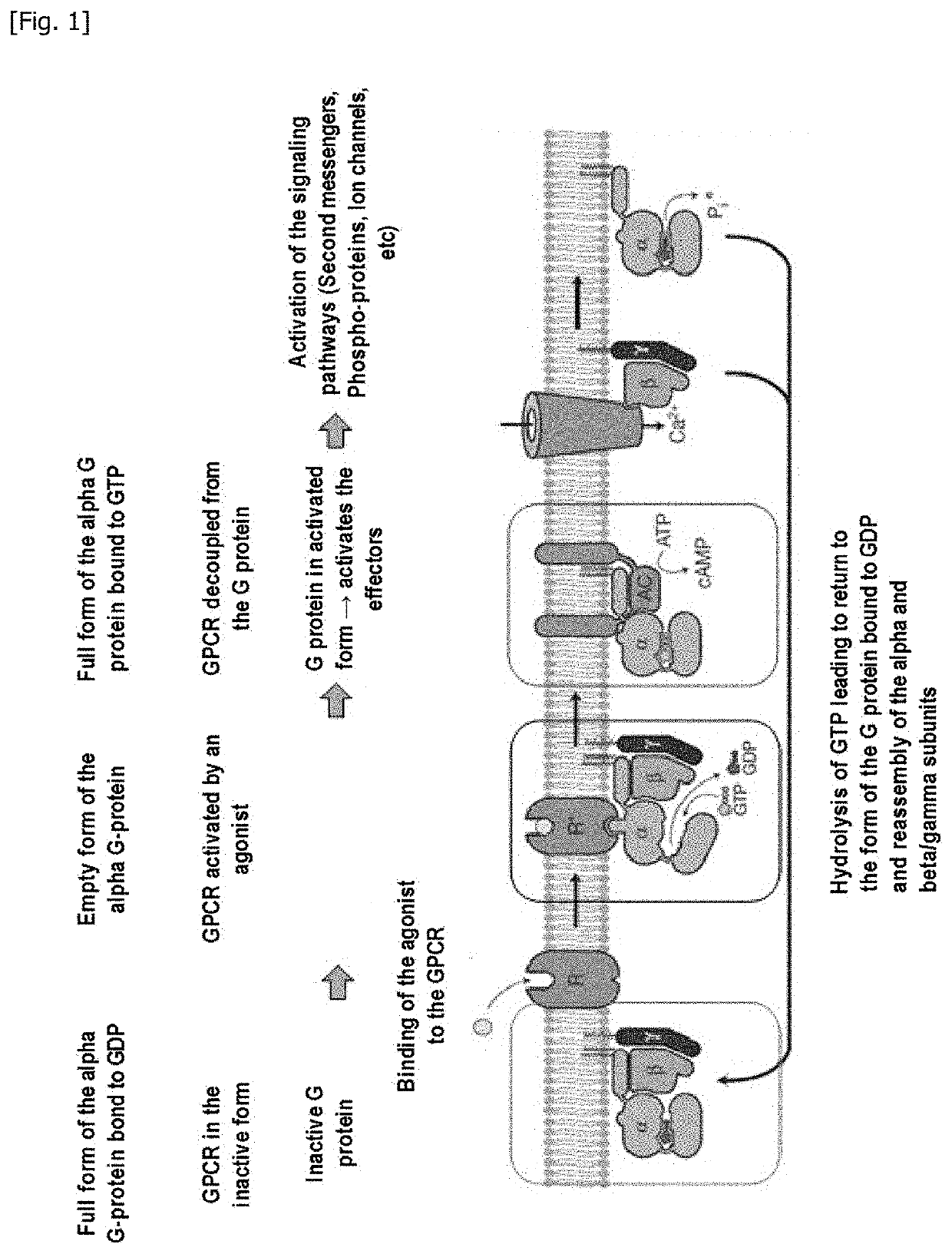 Method for measuring the modulation of the activation of a g protein-coupled receptor with gtp analogues