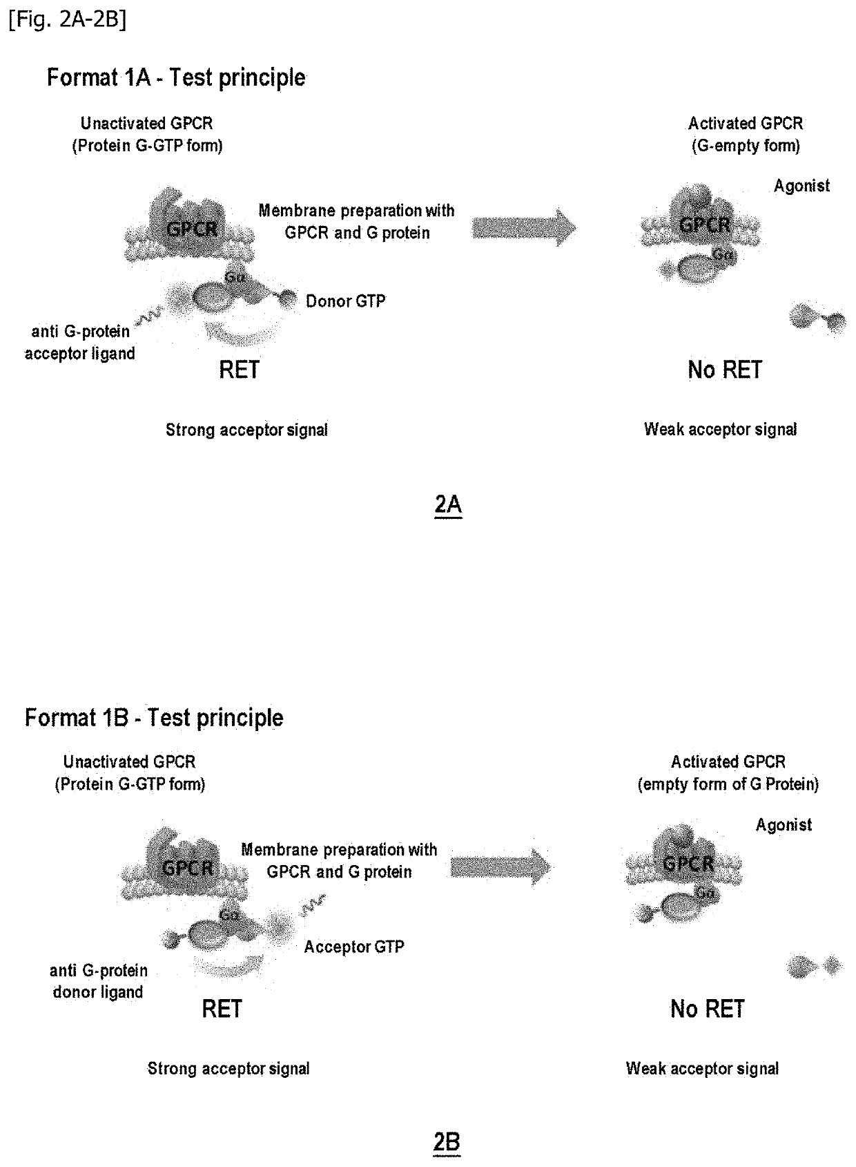 Method for measuring the modulation of the activation of a g protein-coupled receptor with gtp analogues