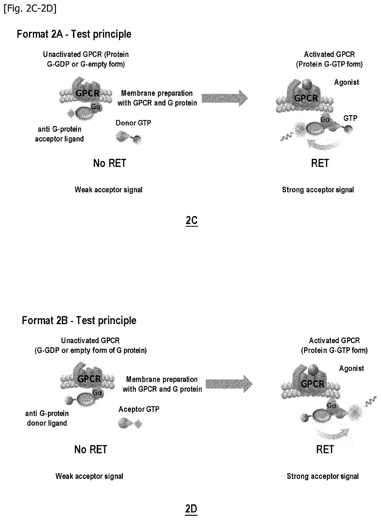Method for measuring the modulation of the activation of a g protein-coupled receptor with gtp analogues