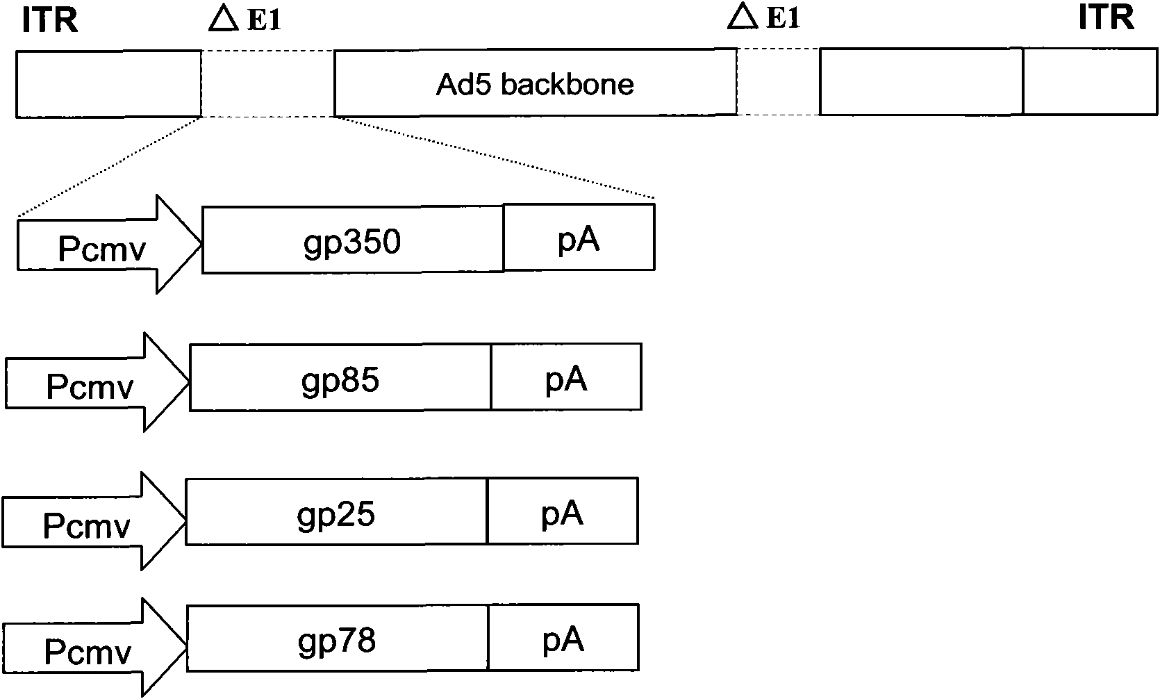 Recombinant adenovirus vaccine containing EB (Epstein-Barr) virus membrane protein gp350/220, gp85, gp78 or gp25 gene