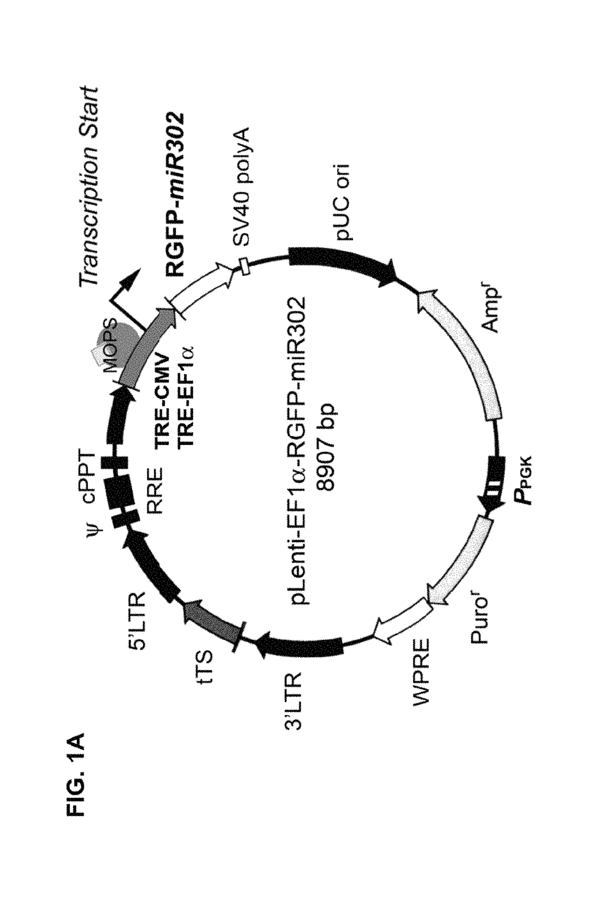 Composition for producing microRNA precursors as drugs for enhancing wound healing and production method of the microRNA precursors