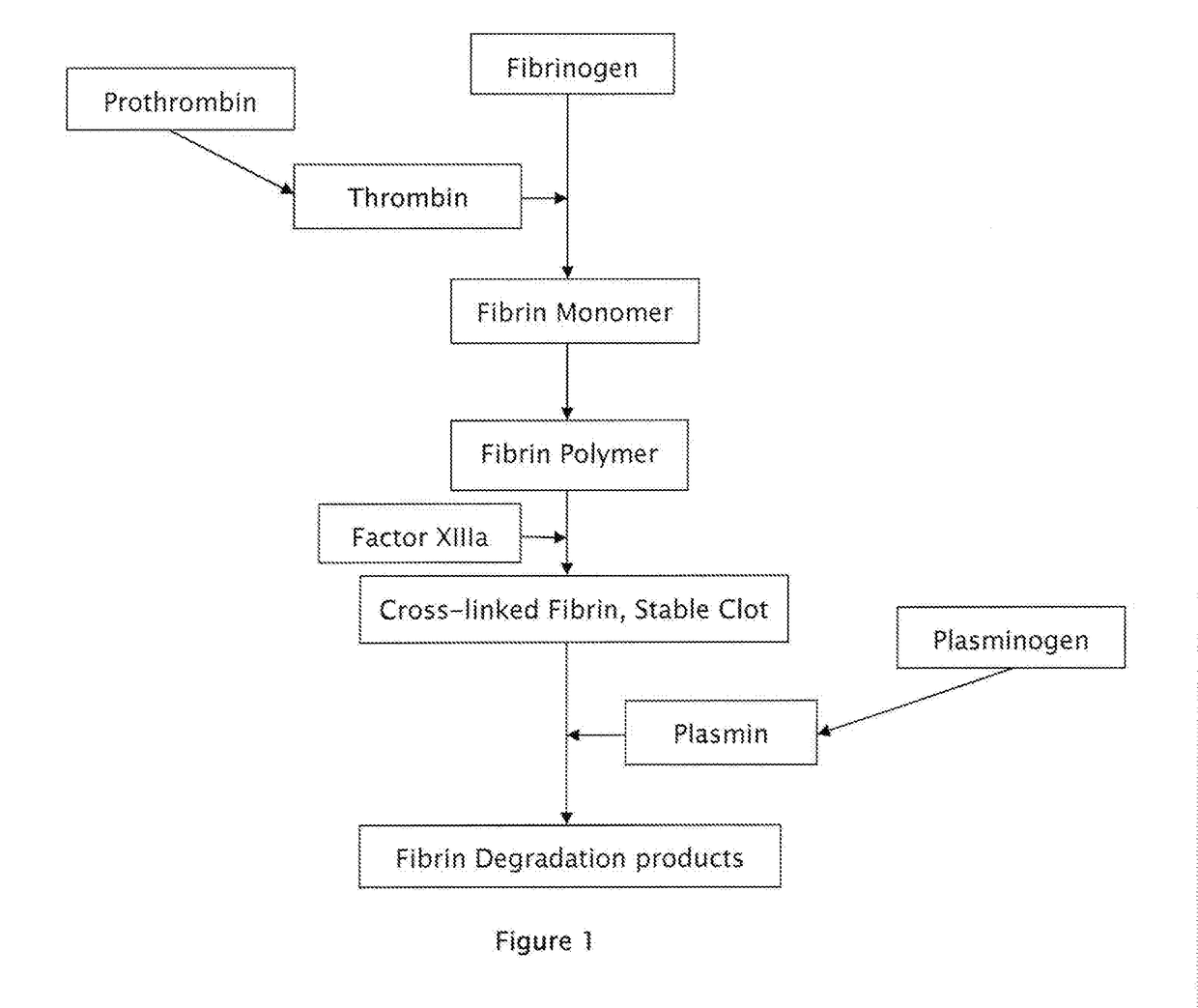 Composition of novel powder formulations of tranexamic acid