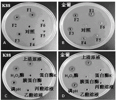 Screening method for clostridium butyricum producing efficient antibacterial peptide butyrisin