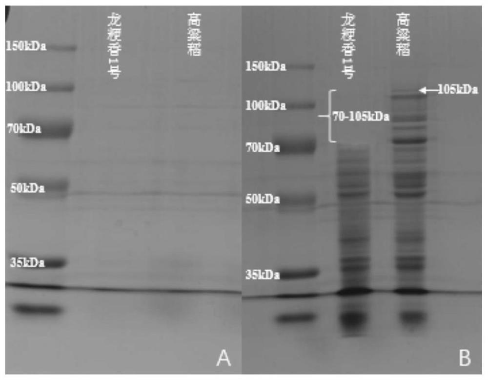 Extraction method and electrophoresis detection method of rice albumin
