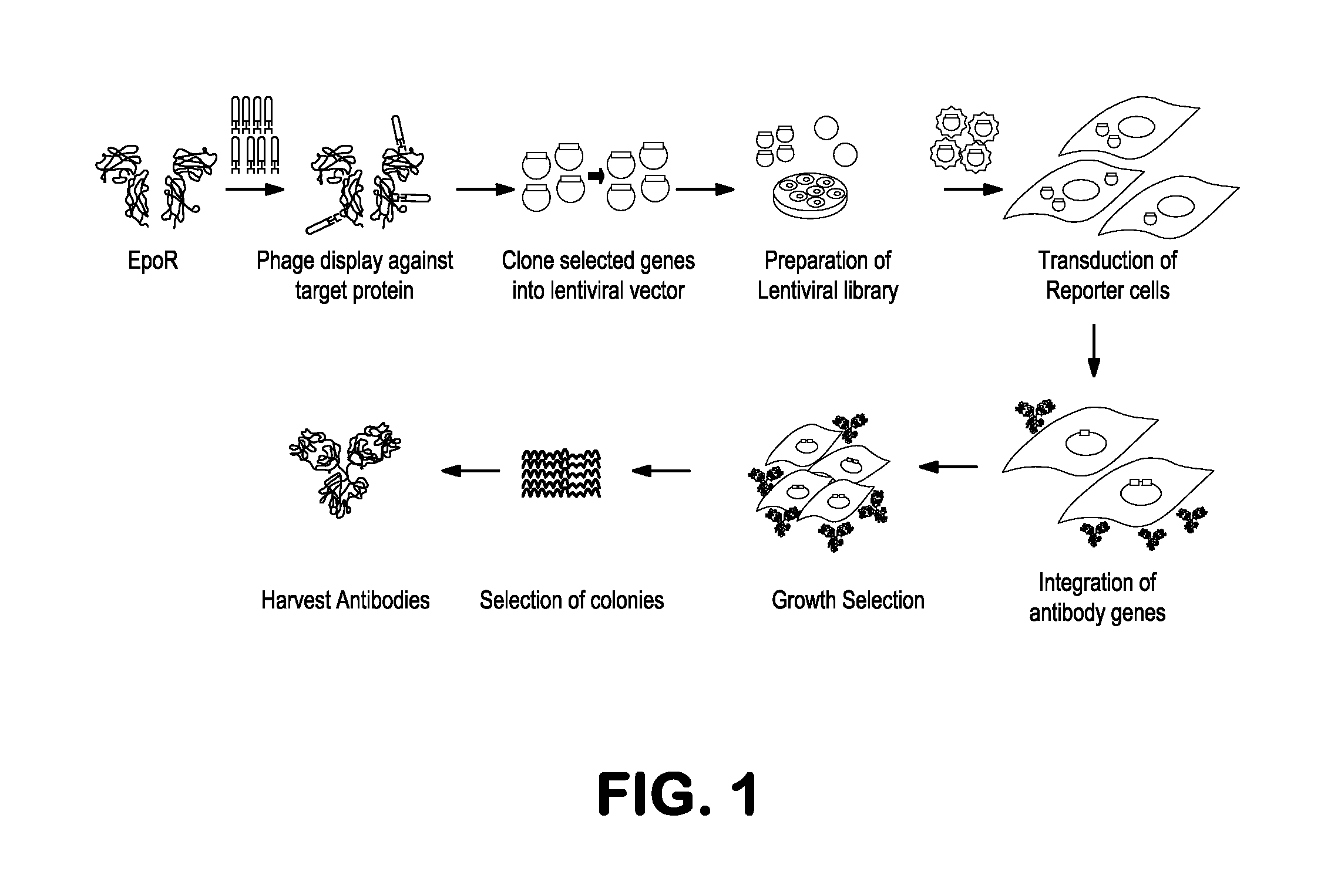 Methods and compositions related to modulators of eukaryotic cells