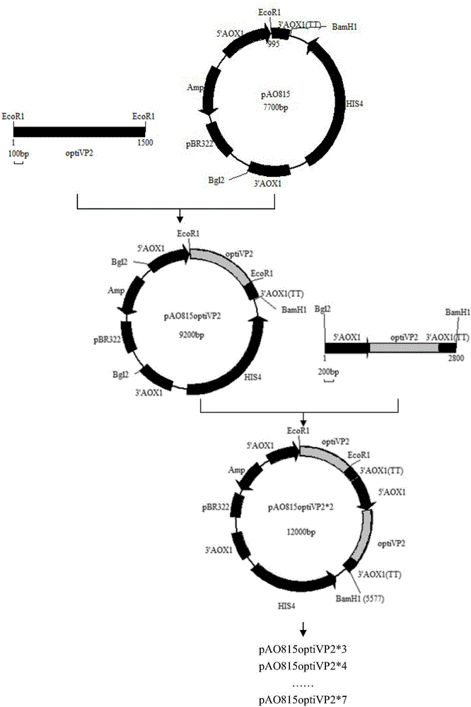 Recombinant yeast strain for expressing chicken IBDV (infectious bursal disease virus) VLPs (virus-like particles), protein expressed by recombinant yeast strain and application