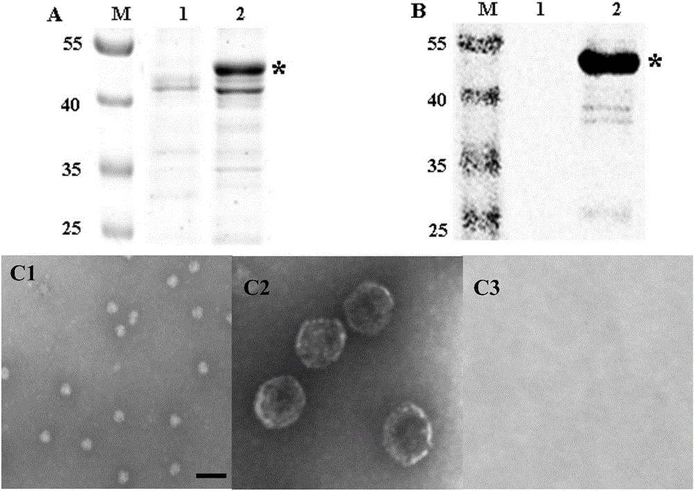 Recombinant yeast strain for expressing chicken IBDV (infectious bursal disease virus) VLPs (virus-like particles), protein expressed by recombinant yeast strain and application