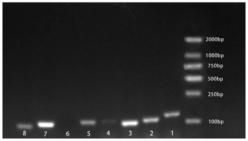 Internal reference gene and construction method for PCR expression analysis of Caucasian clover