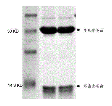 Method for fixing scorpion toxin protein in silkworm BmNPV polyhedrosis crystal
