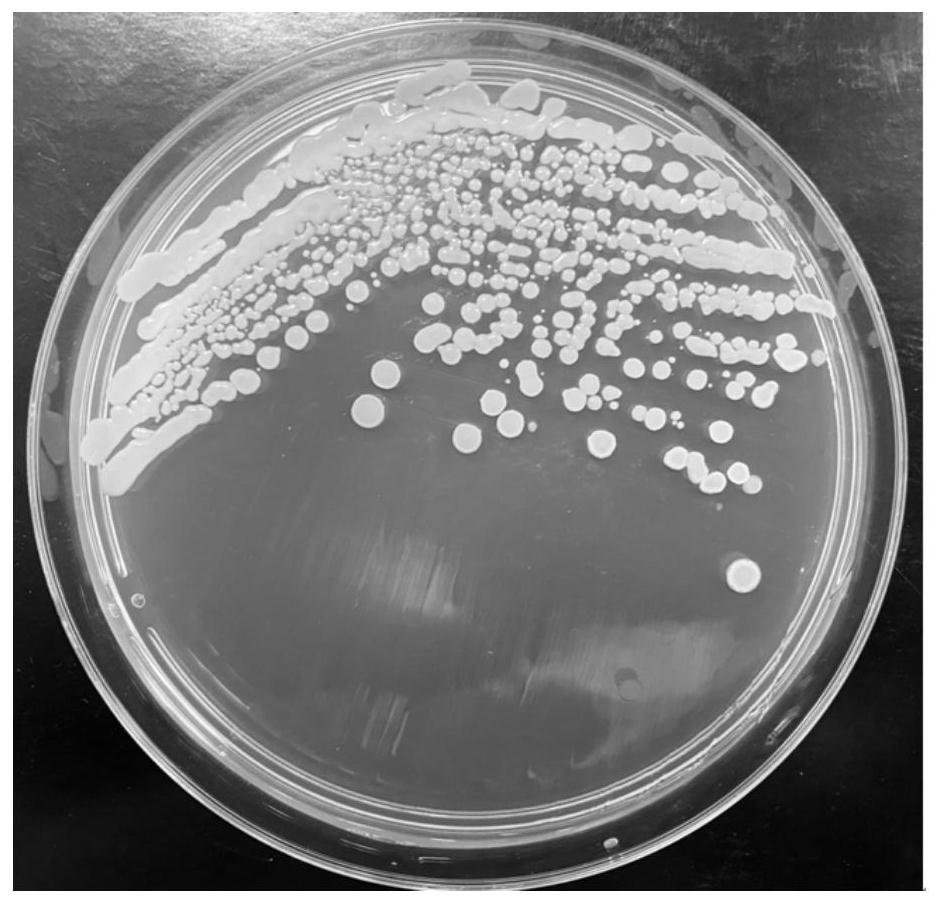 Bacillus subtilis for preventing and treating nematode diseases and application thereof