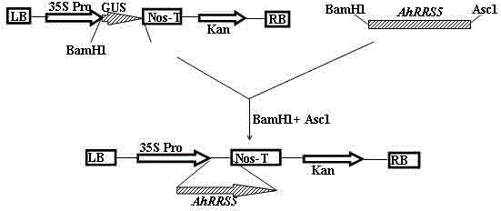 NBS-LRR (nucleotide binding site-leucine-rich repeat) gene in arachis hypogaea.L and application thereof to bacterial wilt resistance of tobaccos