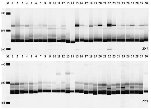 Chinese pumpkin transcriptome ssr molecular marker primers and their applications