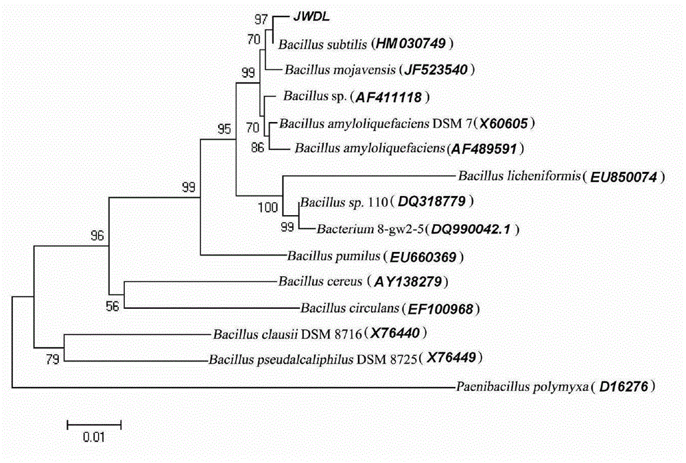 Dedicated bacterial strains for producing indigo blue pigments