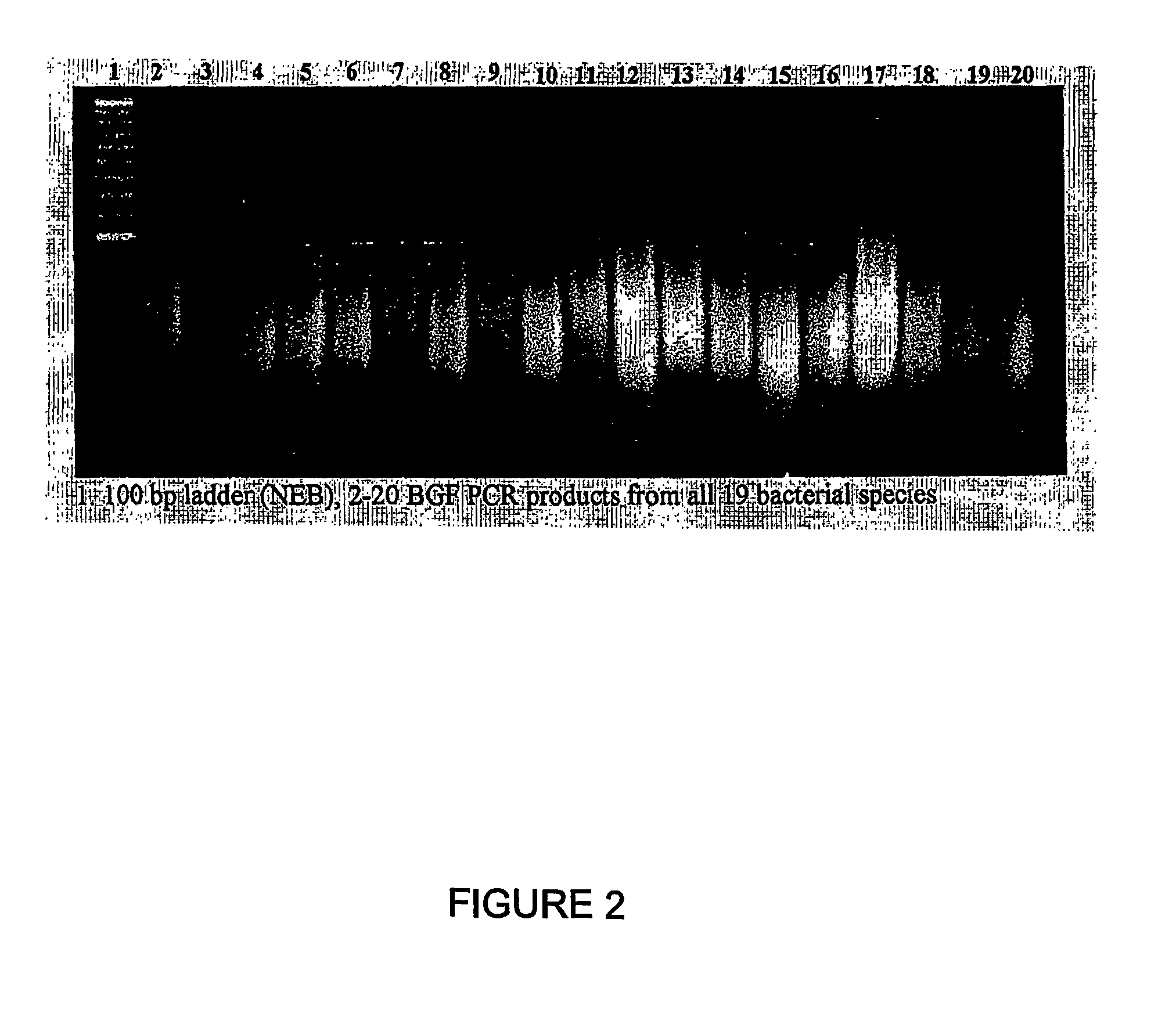 Methods of constructing biodiverse gene fragment libraries and biological modulators isolated therefrom