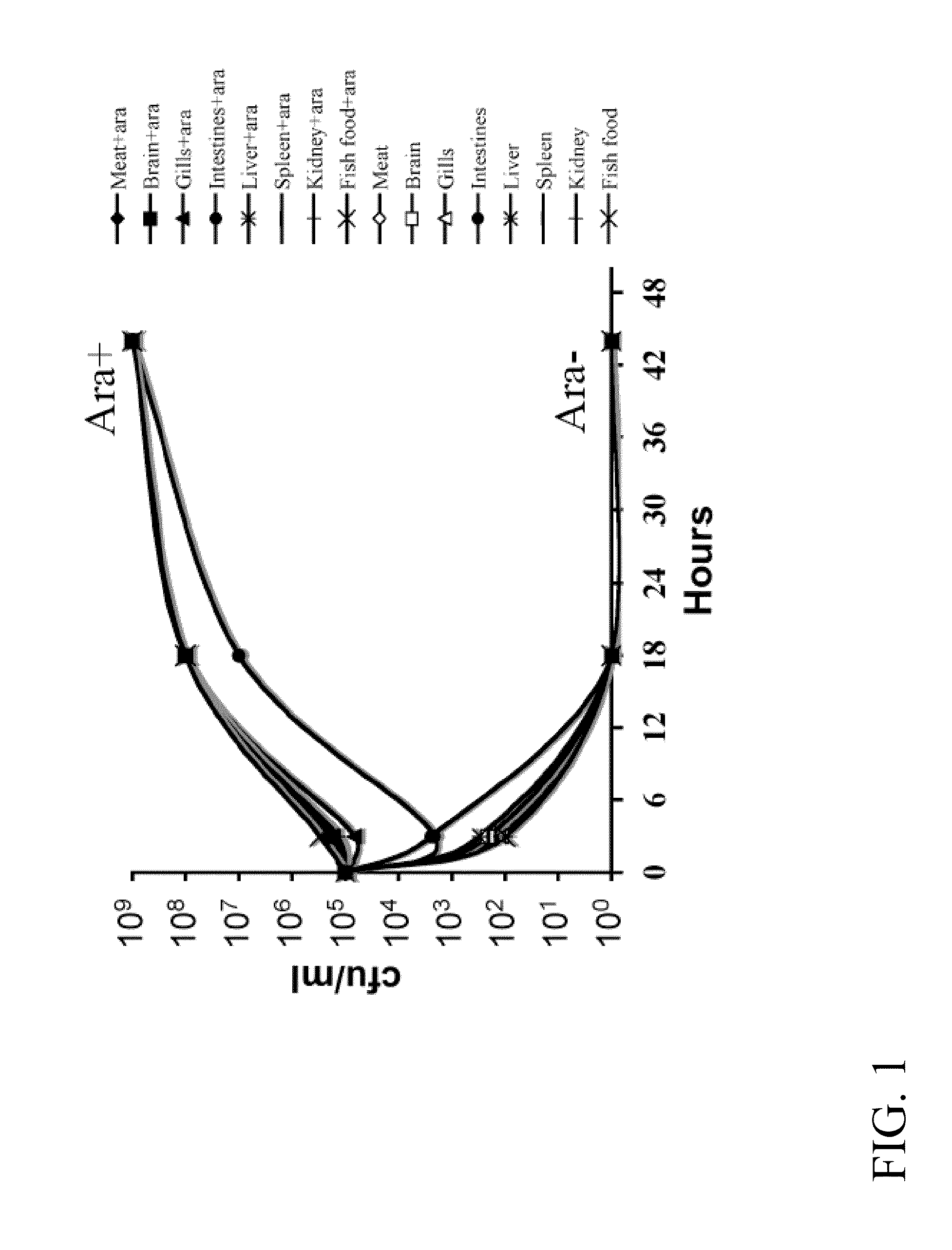 Recombinant edwardsiella bacterium