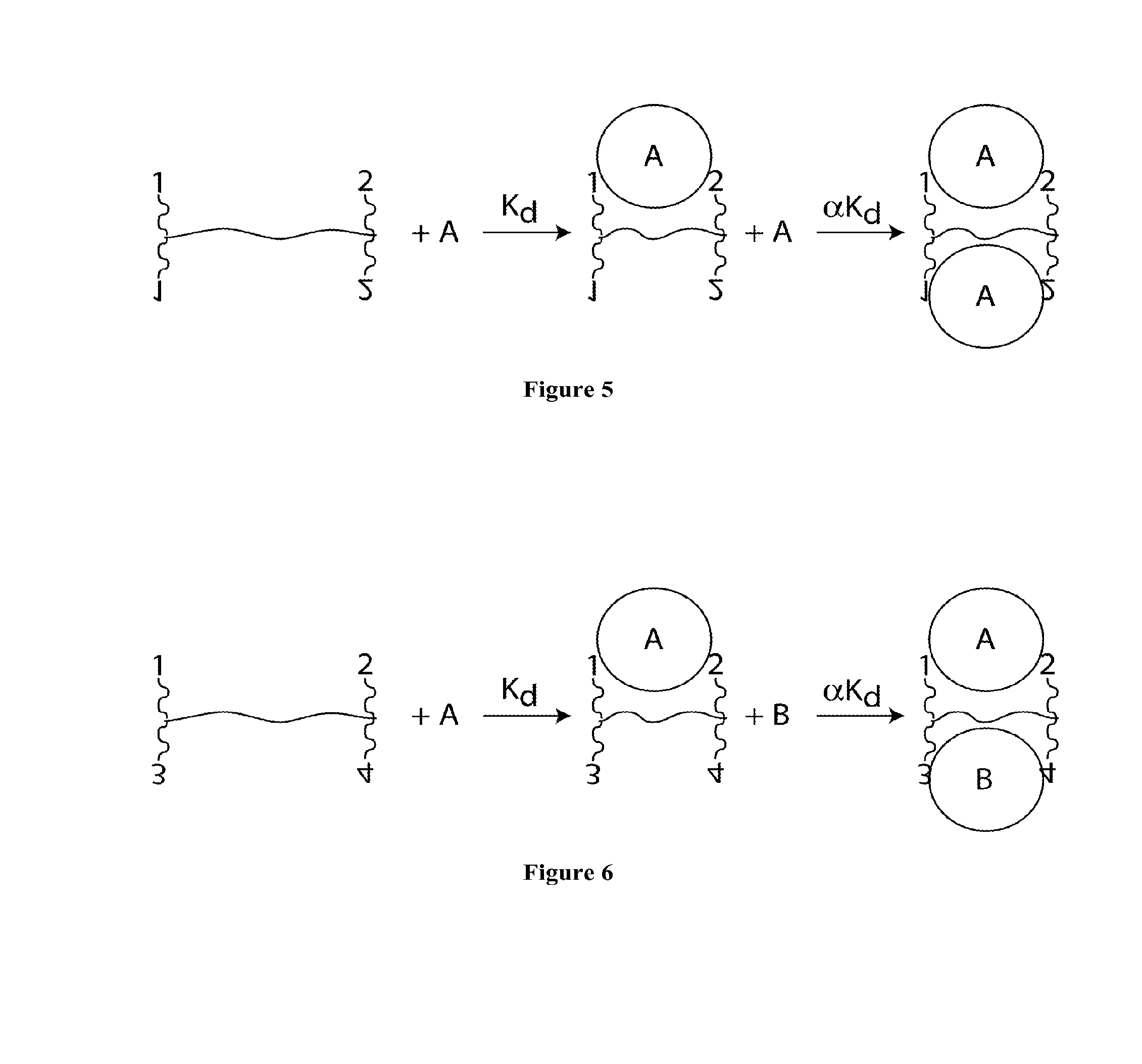 Synthetic Antibodies