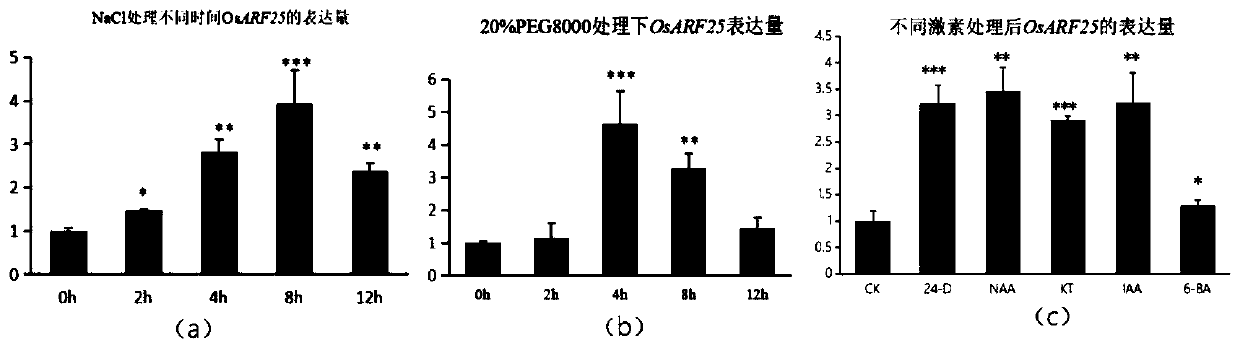 Isolated DNA molecule, encoded protein molecule and application thereof