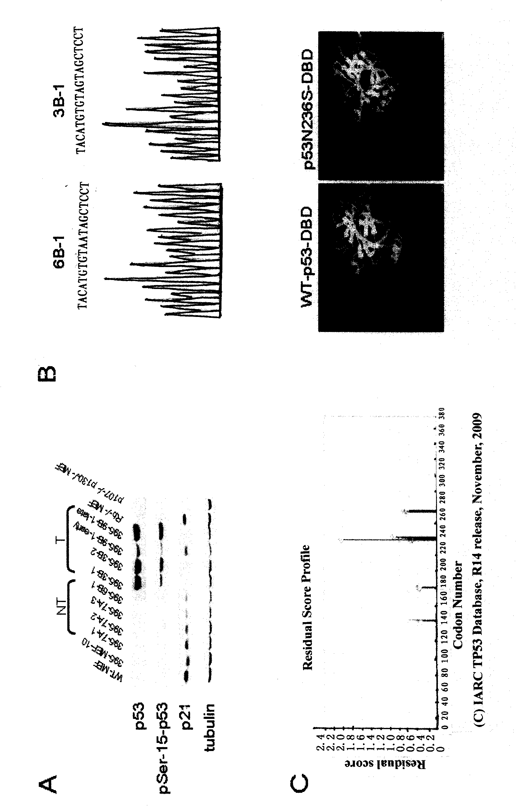 Peculiar p53 mutated protein-p53N236S of ALT tumor caused by progeria syndrome and application thereof