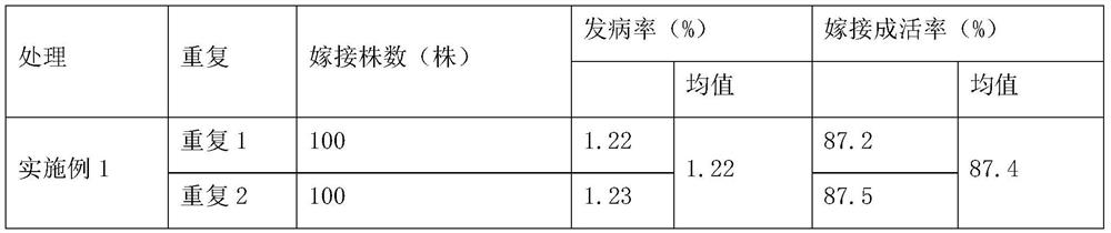 High-survival-rate method for grafting walnuts to juglans cathayensis stocks