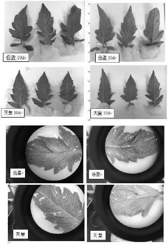 Method for identifying resistance of tomato leaf mold by using in-vitro leaves