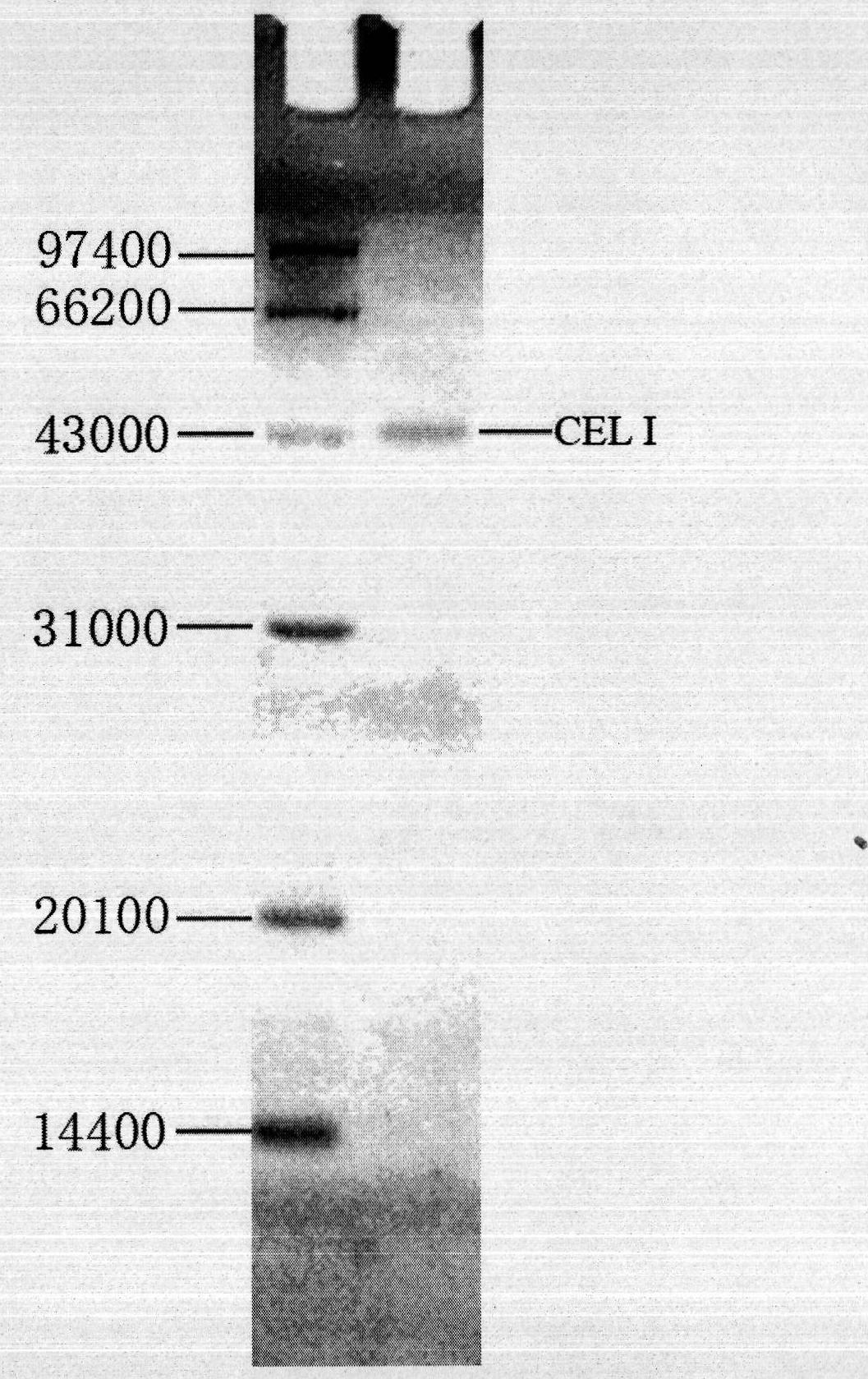 Method for extracting CEL I nuclease in celery