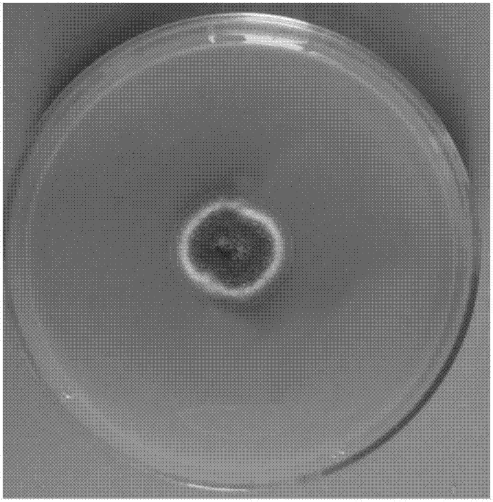 Paecilomyces thermophila mutant strain and mutation induction method and application thereof
