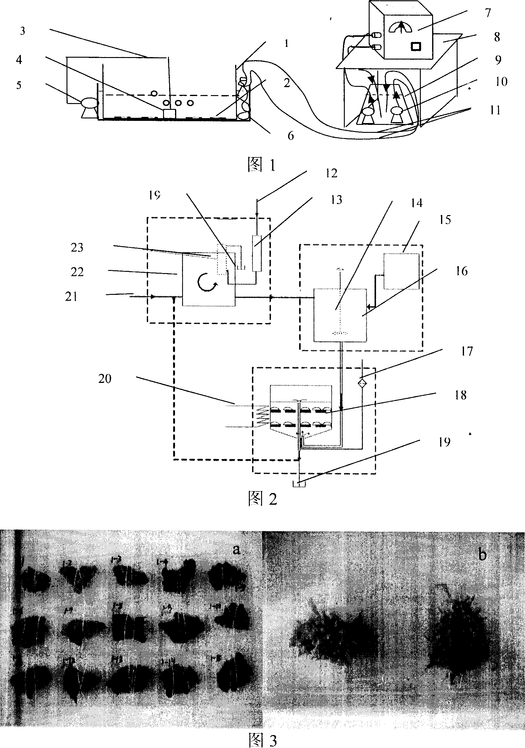 Laboratory artificial cultivating method for intertidal zone marine sponge